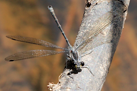 Common Flatwing (Austroargiolestes icteromelas)